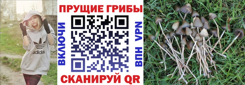 Купить где Дегтярск Галлюциногенные грибы прущие грибы